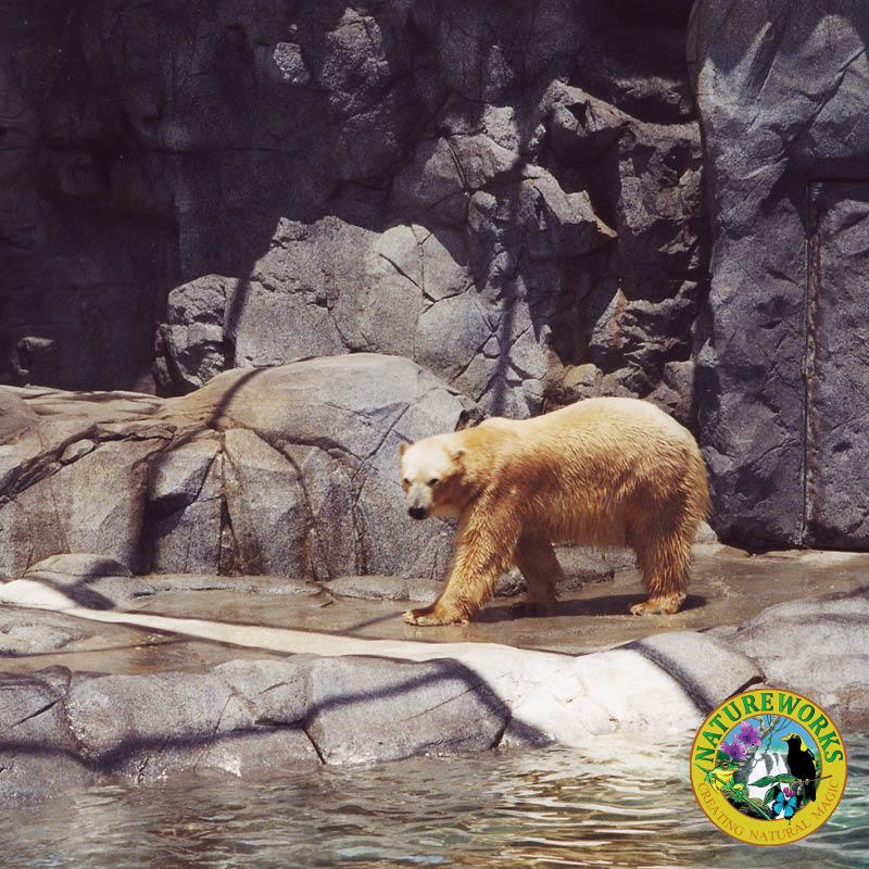 Polar Bear Shores-Artificial rock Sea World Completed exhibit with polar bear in foreground enjoying the exhibit