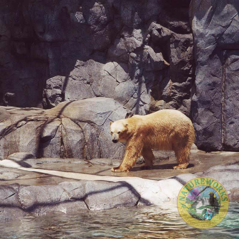 Natureworks Australia Polar Bear Shores-Artificial rock Sea World Completed exhibit with polar bear in foreground enjoying the exhibit