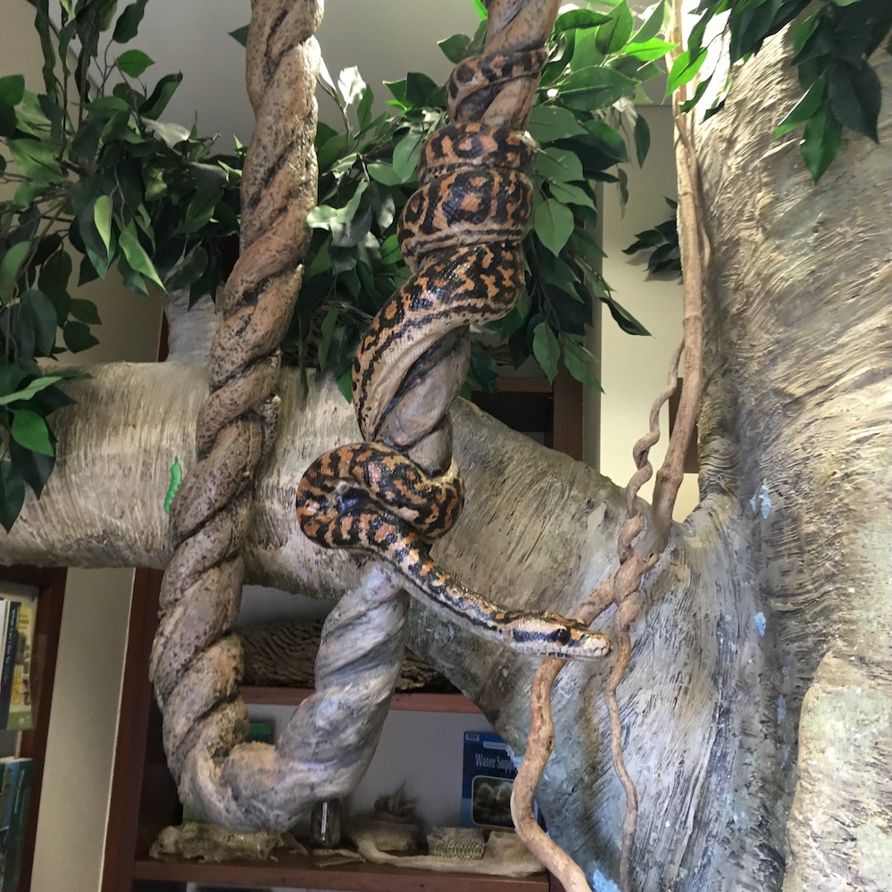 Natureworks Australia Custom Artificial Fig Tree - Image 5