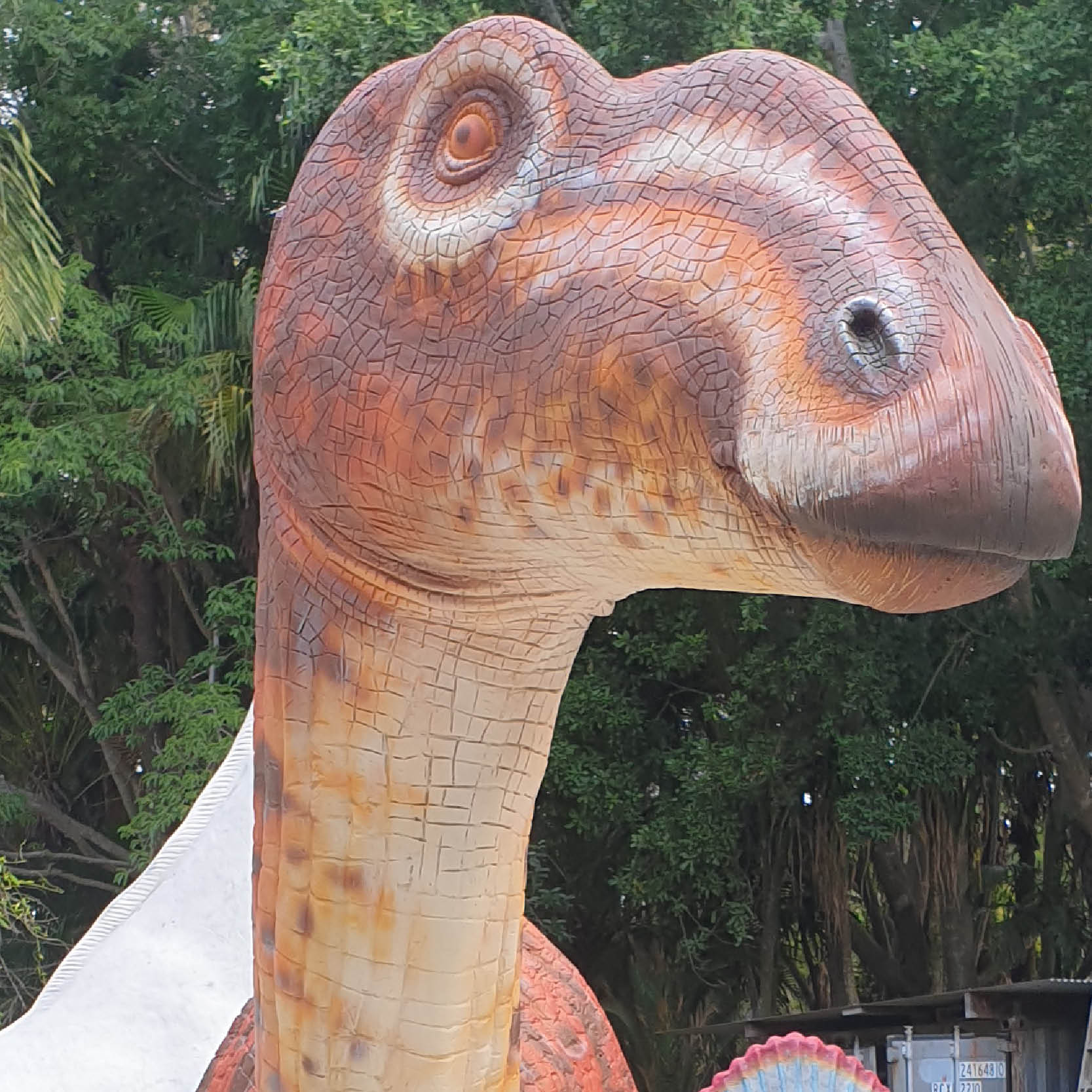 Natureworks Australia Muttaburrasaurus Dinosaur Medium-head close up-2.2m Tall - NW.Mutta2.2m tall