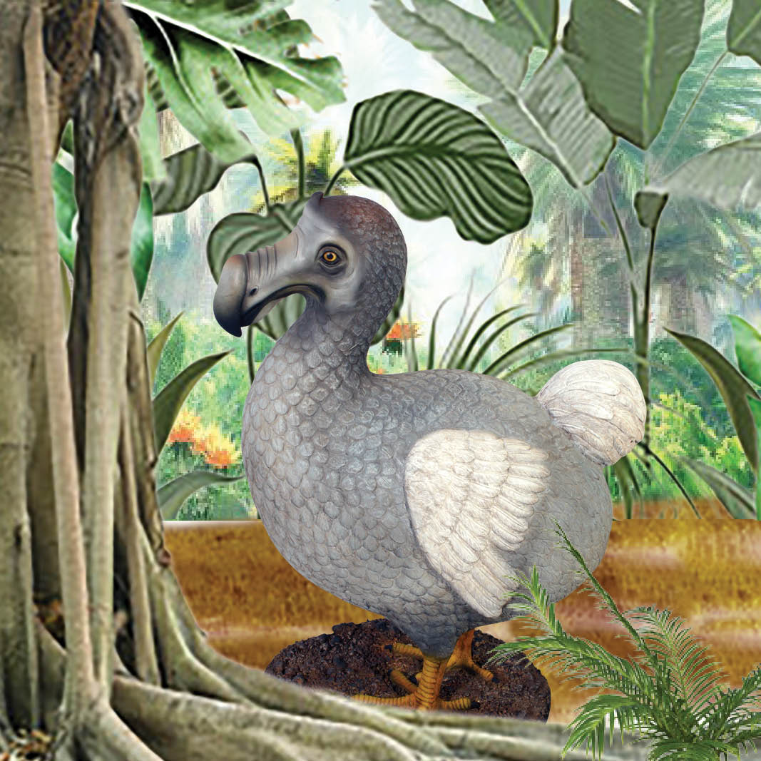 Natureworks Australia Dodo-Bird-standing-on-base-plate-showing-side-view-120007