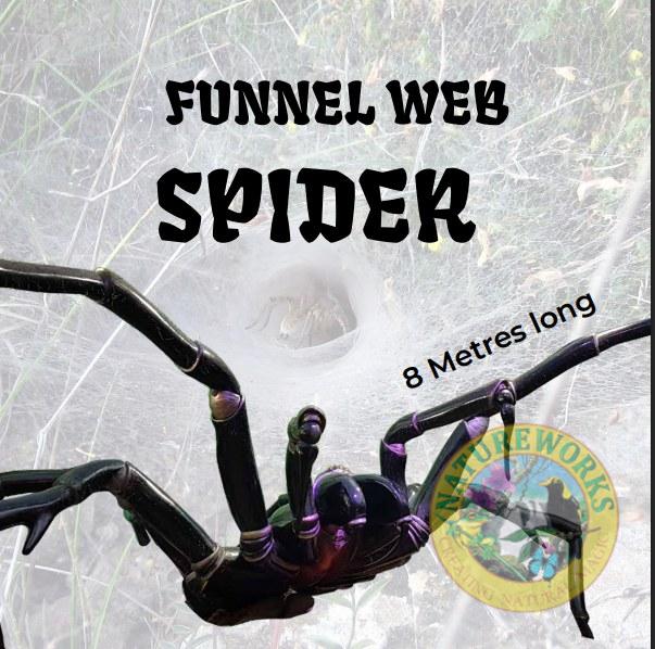 Funnel web spider - Giant 8m
