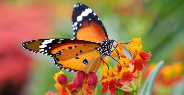 Natureworks Australia Butterfly on flowers