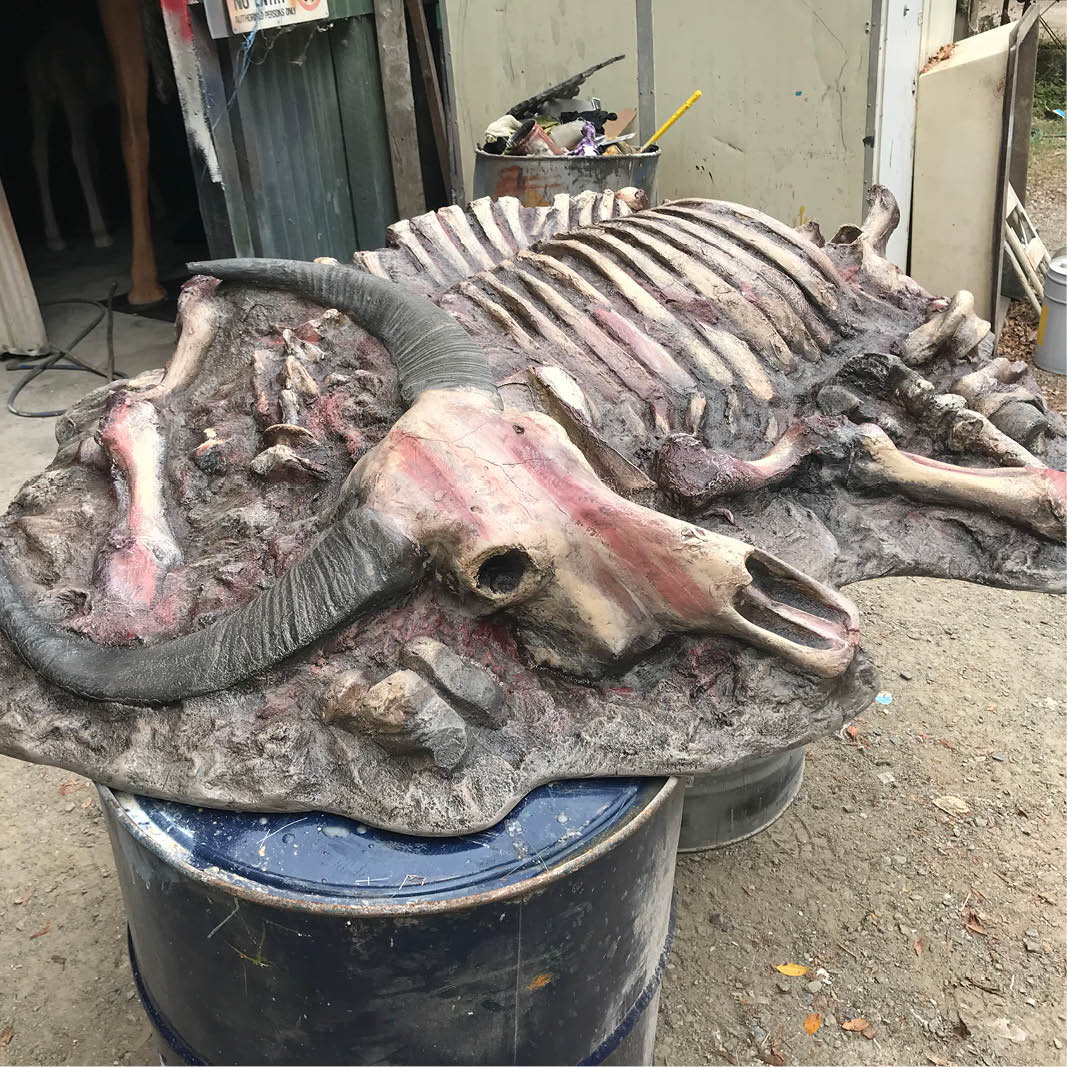 Natureworks Australia Water Buffalo carcass - Asian - custom designed for Aust Rept Park- close up of head and horns