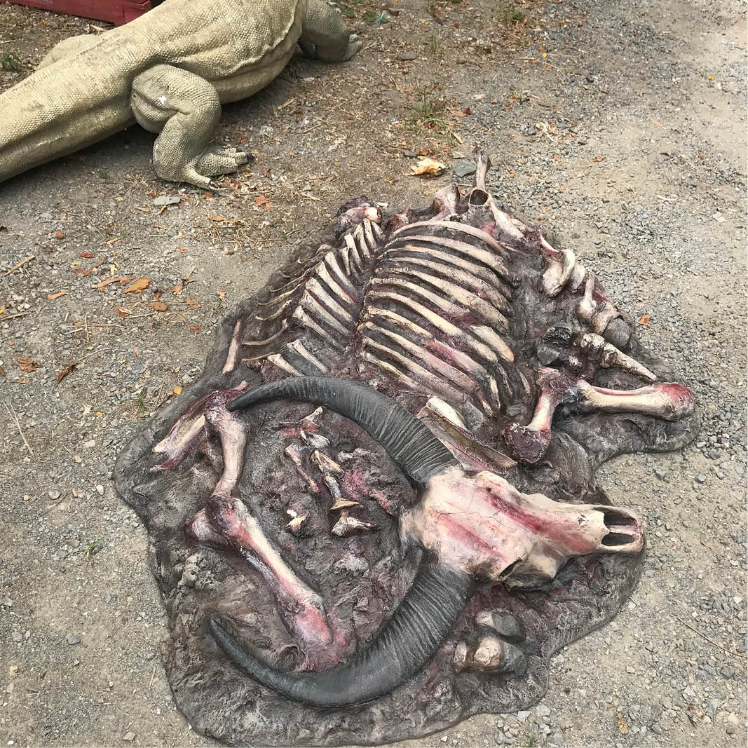 Natureworks Australia Water Buffalo carcass - Asian - custom designed for Aust Rept Parkshown flat on the ground