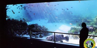 Coral_Reef_Aquarium_Shark-Bay_Sea_World-1 aquarium
