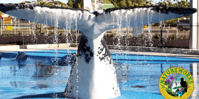Whale Tail – Exmouth_insitu_rear view Humpback Whale Tail - Water Playground