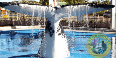 Whale Tail – Exmouth_insitu_rear view Humpback Whale Tail - Water Playground