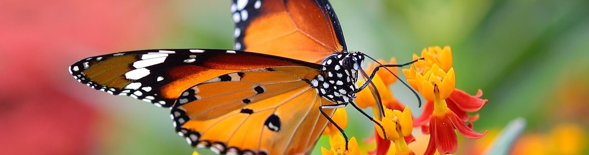 Butterfly on flowers